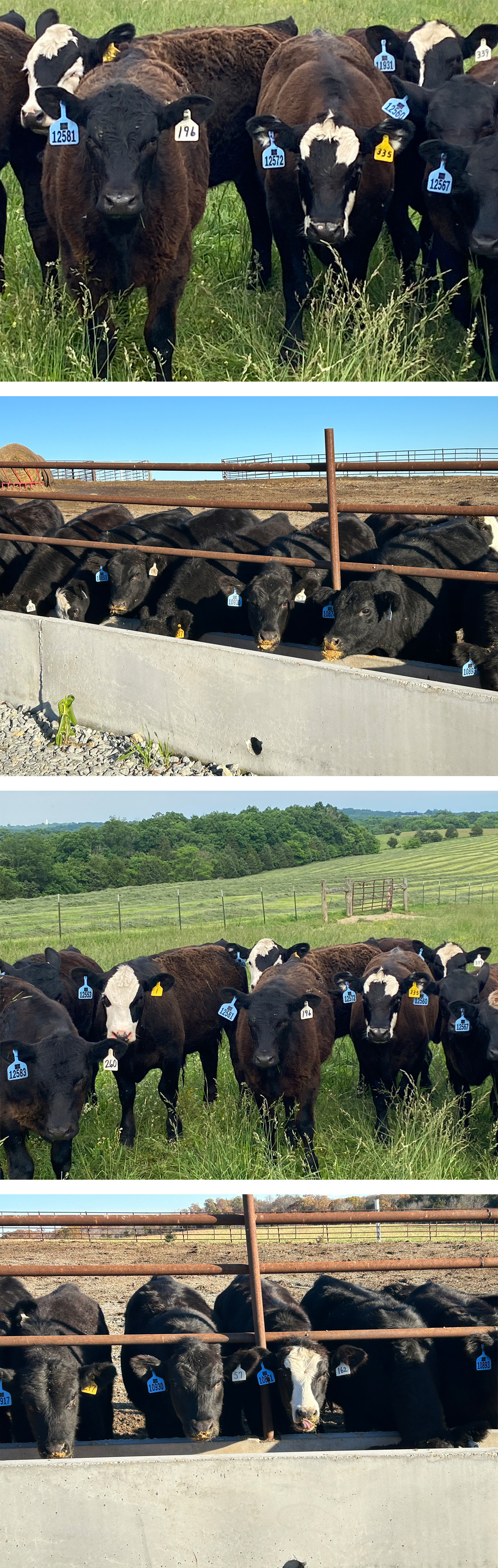 Calf or related image