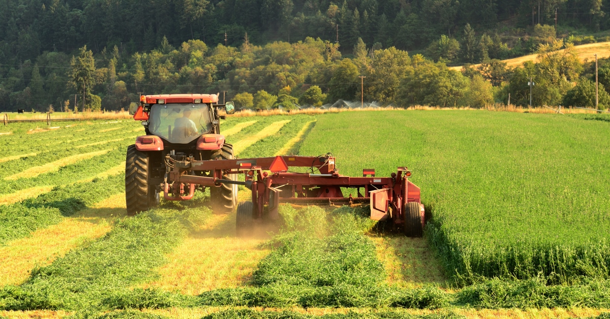 alfalfa plant harvesting optimal time and technique