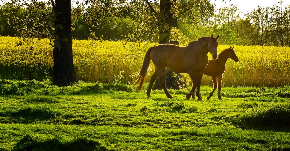 Horses