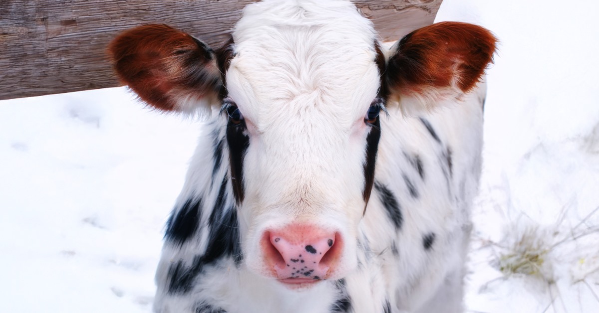 Dairy calf in snow