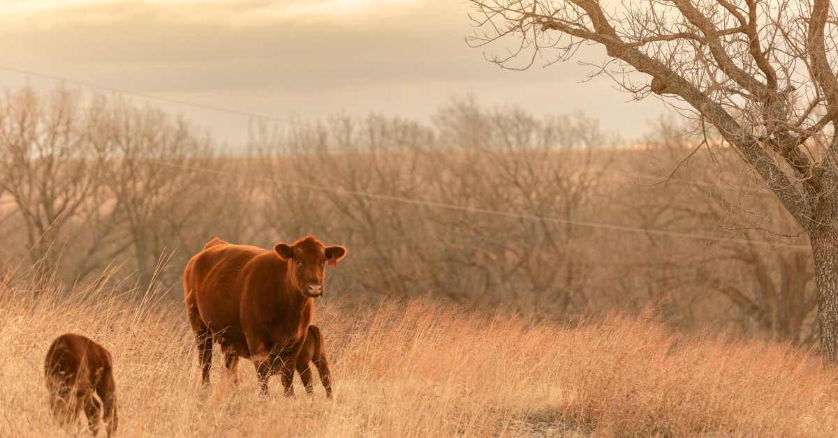 Cow and Calves in field