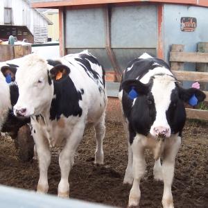 Crossbred dairy beef calves: What to consider before you buy | Hubbard ...