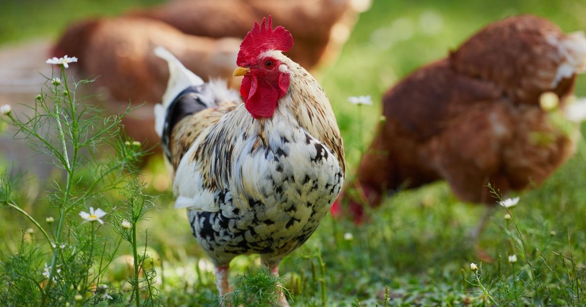 Backyard Chickens