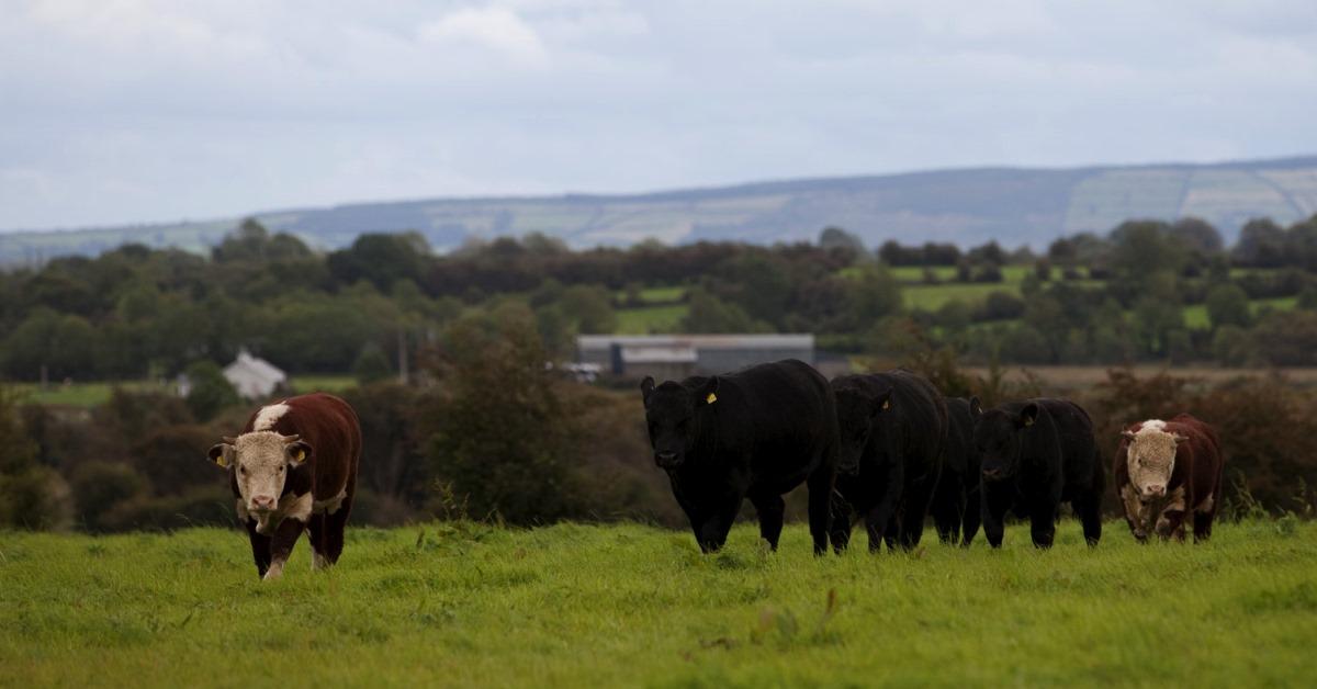 Bulls in Pasture