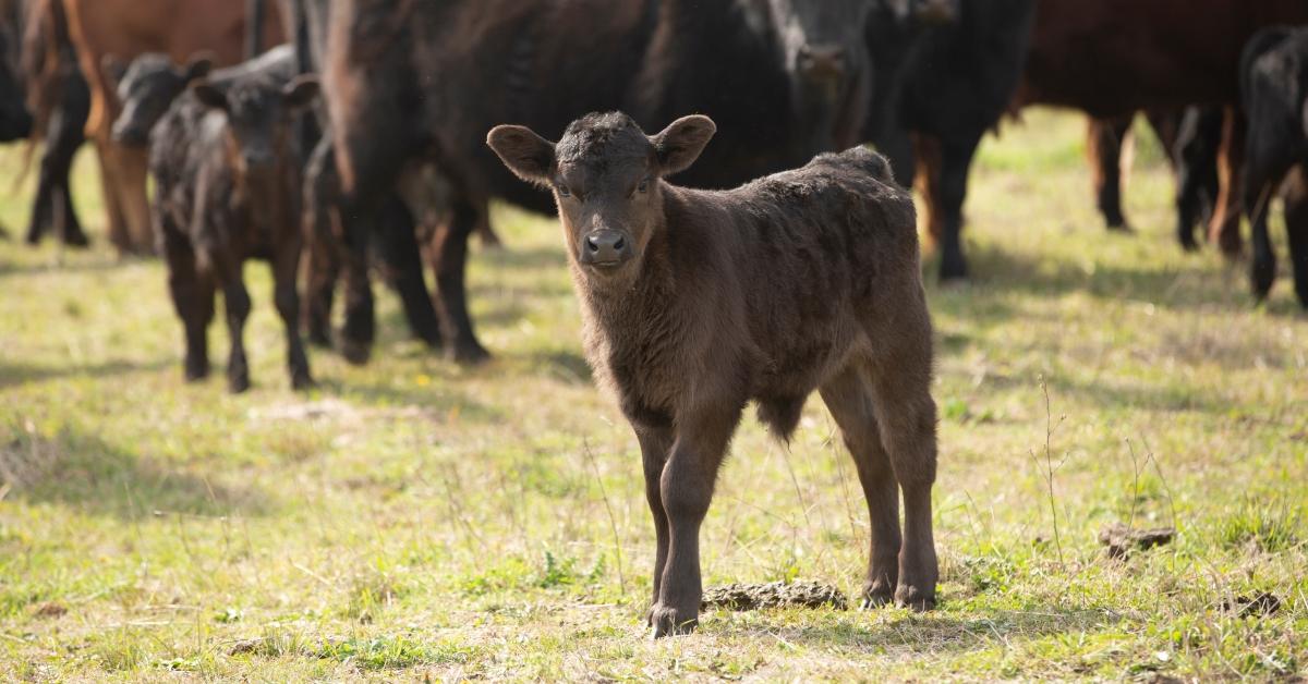 Beef Calf